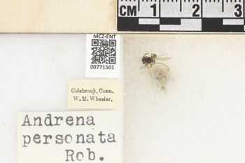 Media type: image;   Entomology 771501 Aspect: Labels